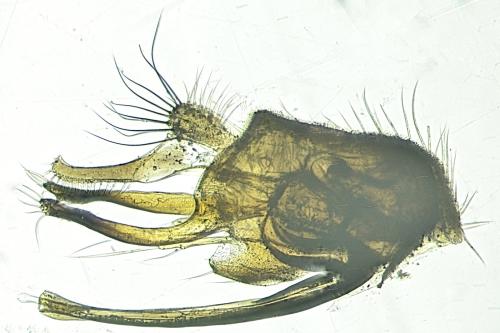 Réf. 345 597 : Sciapus pallens